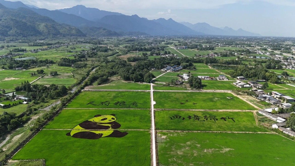 【项目建设】良田绘稻景 整治促振兴——竹兴农业推进全域土地综合整治项目落地见效